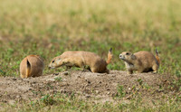 Black-tailed Prairie Dogs