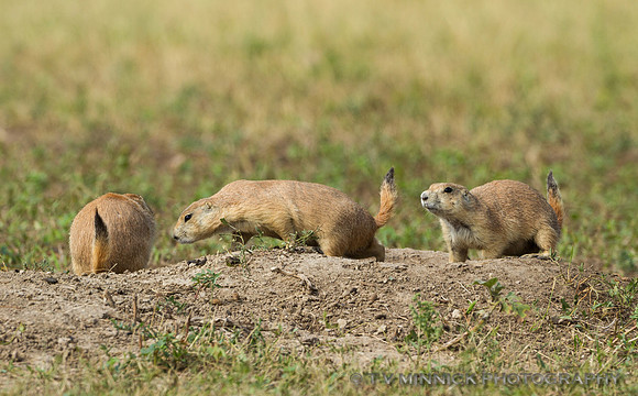 Black-tailed Prairie Dogs