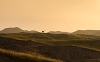 Mule Deer at Dawn
