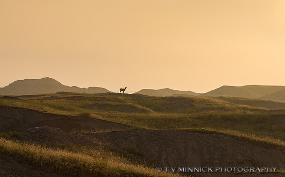 Mule Deer at Dawn