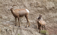 Bighorn Ewe and Kids