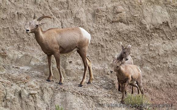 Bighorn Ewe and Kids