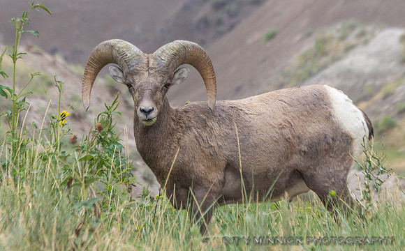 Bighorn Sheep Ram