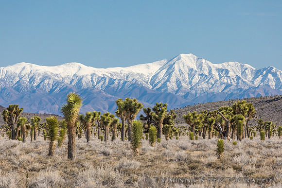 Joshua Trees and Mountains