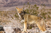 Death Valley Coyote