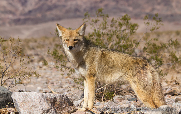 Death Valley Coyote