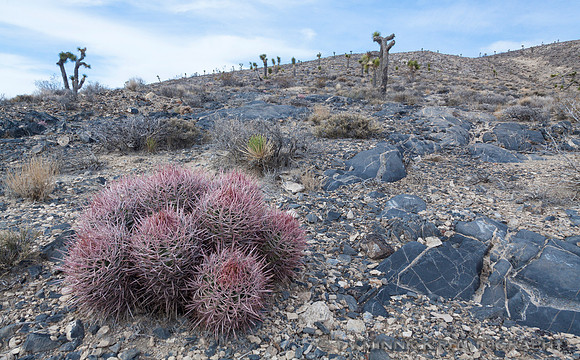 Cactus and Joshua Trees
