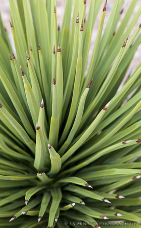 Joshua Tree Detail