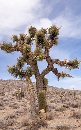 Joshua Tree