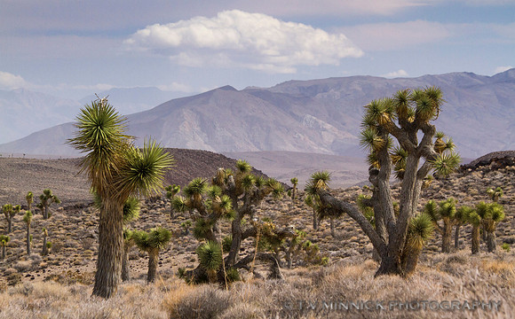 Lee Flat Joshua Trees