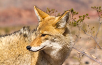 Coyote Portrait