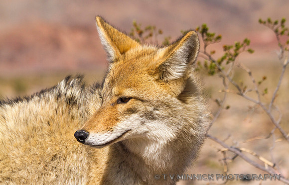 Coyote Portrait