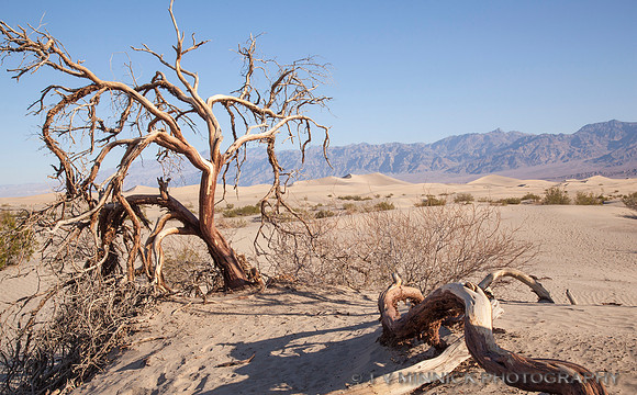 Twisted Tree and Dunes