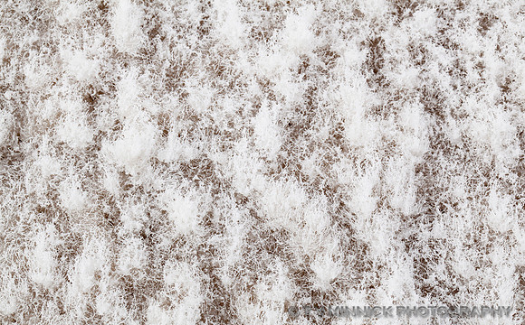 Salt Crystals