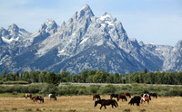 Horses and Grand Teton