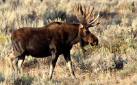 Moose