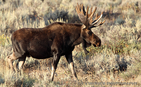 Moose
