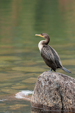 Double-crested Cormorant