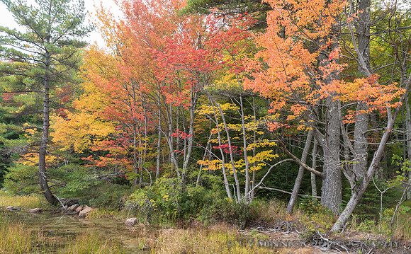 Fall Color 2