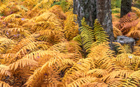 Ferns in Autumn