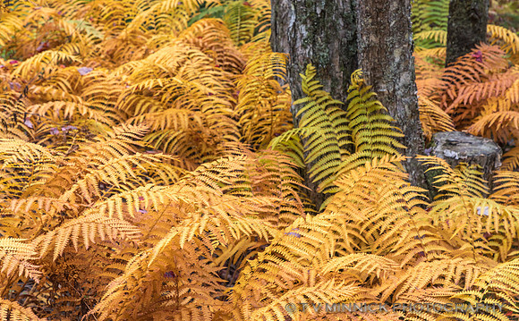 Ferns in Autumn