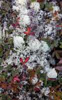 Reindeer Lichen