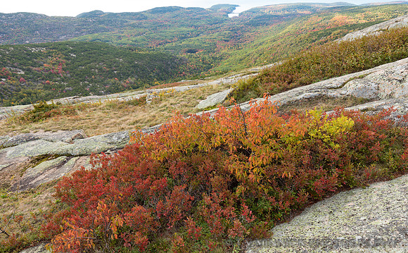 Summit Fall Foliage