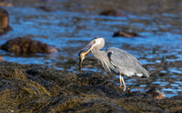 Great Blue Heron and Catch