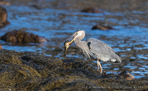 Great Blue Heron and Catch