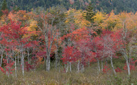 Fall Color in Acadia
