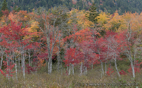 Fall Color in Acadia
