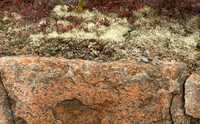Pink Granite of Acadia