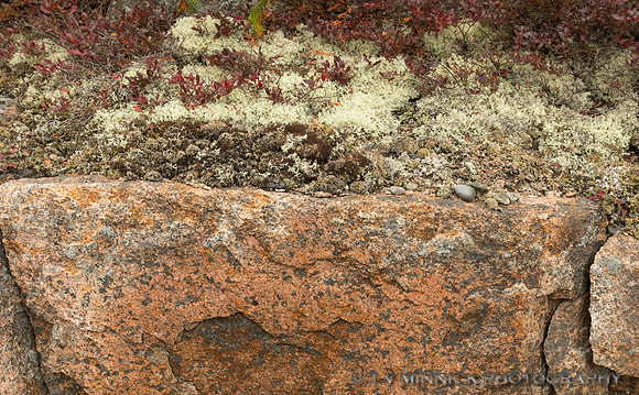 Pink Granite of Acadia