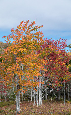 Trees in Autumn