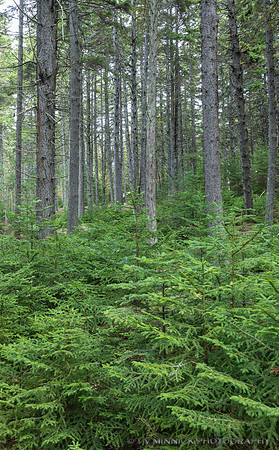 Spruce Forest