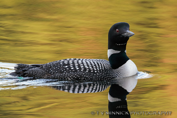 Common Loon