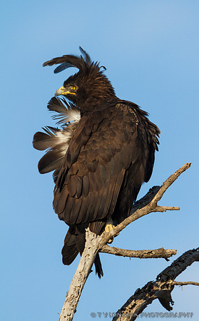 Long-crested Eagle