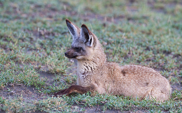 Bat-eared Fox