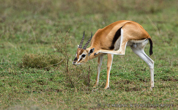Thompson's Gazelle