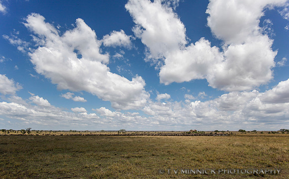 Under Serengeti Skies