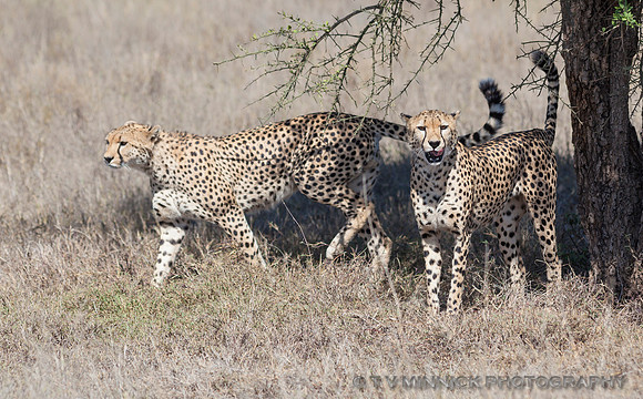 Cheetah Brothers