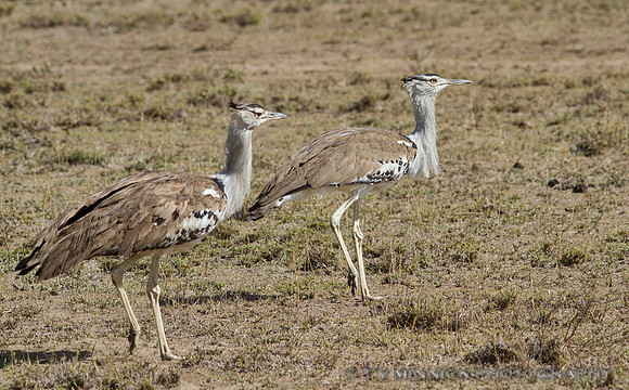 Kori Bustards