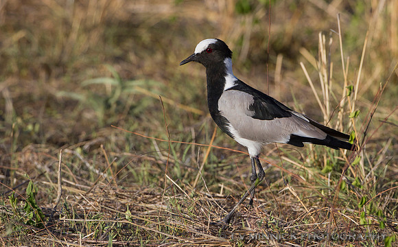 Blacksmith Lapwing
