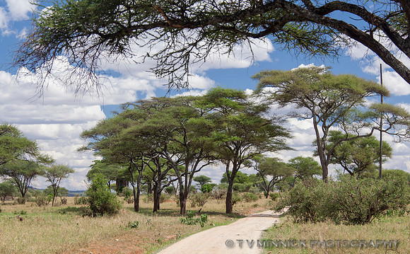 Track in Tarangire
