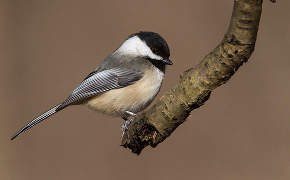 Black-capped Chickadee