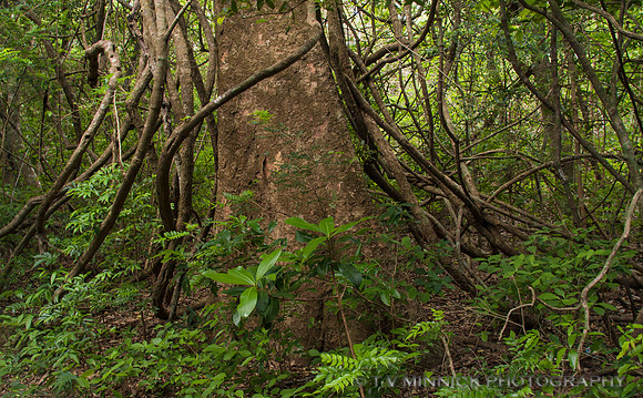 Costa Rican Forest