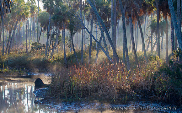 Morning Mist and Palms