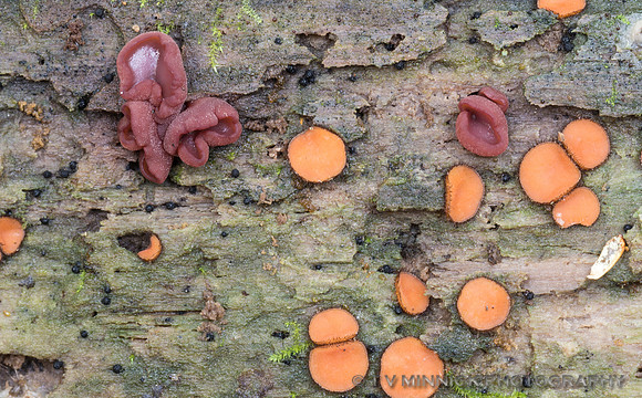 Eyelash Cup and Jelly Fungus