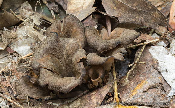 Common Brown Cup