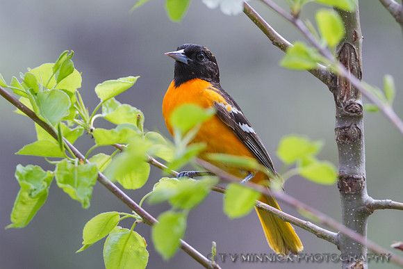 Northern Oriole